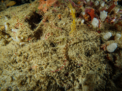 Corythoichthys amplexus
