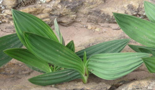 Babiana villosula