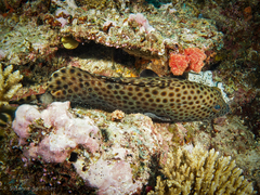 Epinephelus macrospilos