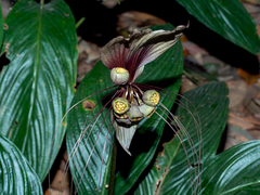 Tacca integrifolia