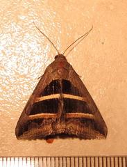Grammodes bifasciata