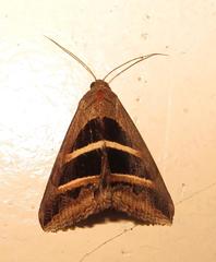 Grammodes bifasciata