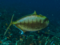Craterognathus plagiotaenia