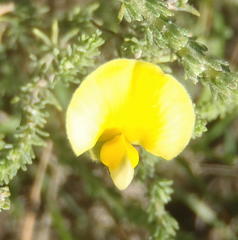 Aspalathus cymbiformis