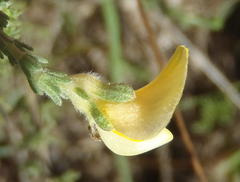 Aspalathus cymbiformis