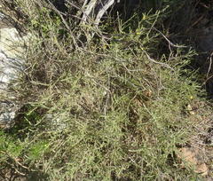 Aspalathus cymbiformis