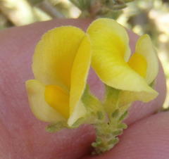 Aspalathus cymbiformis