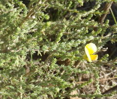 Aspalathus cymbiformis