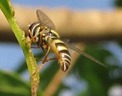 Ischiodon aegyptius