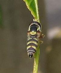 Ischiodon aegyptius