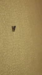 Cicadellidae