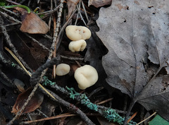 Cudonia circinans