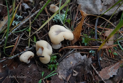 Cudonia circinans
