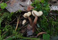 Cudonia circinans