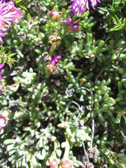 Lampranthus falciformis