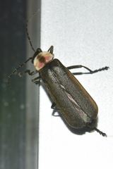 Discodon plicatum