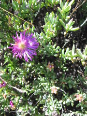 Lampranthus falciformis
