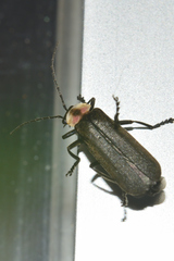 Discodon plicatum