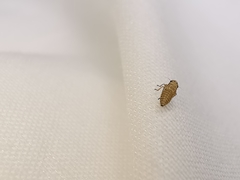 Macrosteles ossiannilssoni