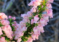 Erica glomiflora glomiflora