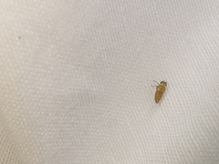 Macrosteles ossiannilssoni