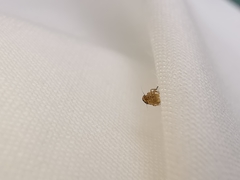 Macrosteles ossiannilssoni