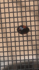 Adalia bipunctata