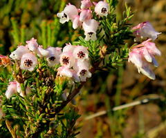 Erica glomiflora glomiflora