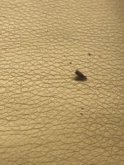 Cicadellidae
