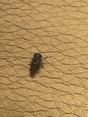 Cicadellidae
