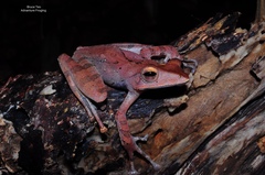 Polypedates colletti