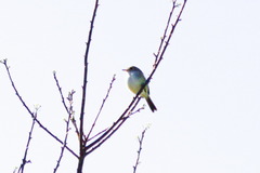 Euscarthmus meloryphus