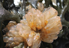 Ecteinascidia turbinata