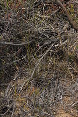 Dianthus micropetalus