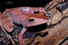 Polypedates colletti