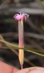 Dianthus micropetalus