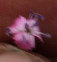 Dianthus micropetalus