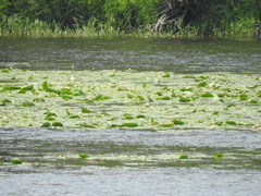 Nuphar lutea