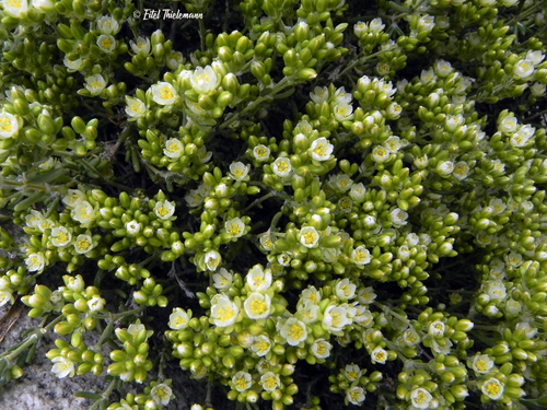 Spergularia arbuscula
