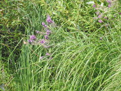 Lythrum salicaria