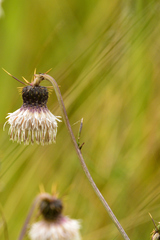 Cirsium velatum