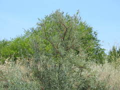 Hippophae rhamnoides