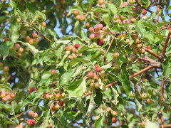 Malus × robusta