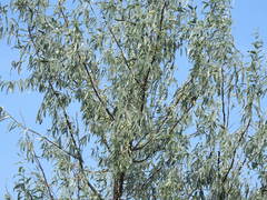 Elaeagnus angustifolia