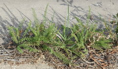 Achillea millefolium