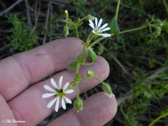 Stellaria chilensis