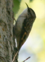 Certhia americana
