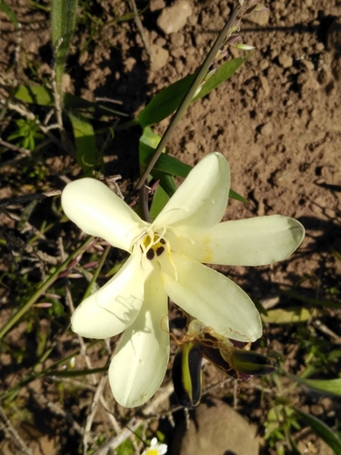 Sparaxis grandiflora