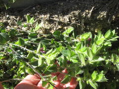 Dolichos decumbens