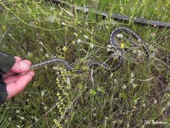 Galvarinus chilensis